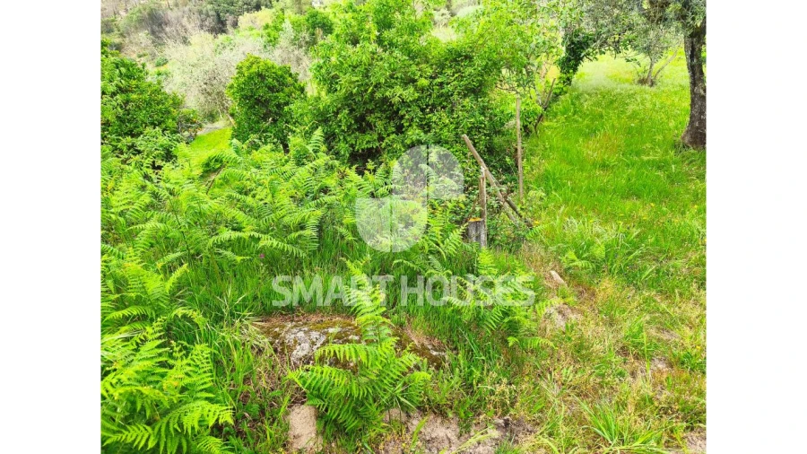 Quinta para Venda em Midões Foto 15