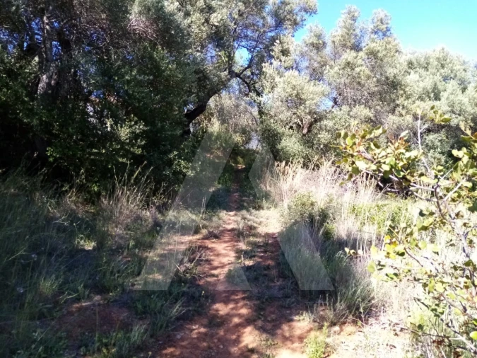 Terreno Misto para Venda em Querença, Tôr e Benafim Foto 7