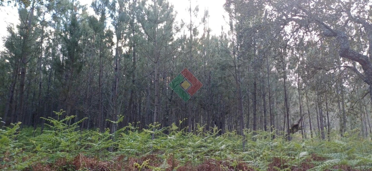 Quinta para Venda em São Salvador da Aramenha Foto 9