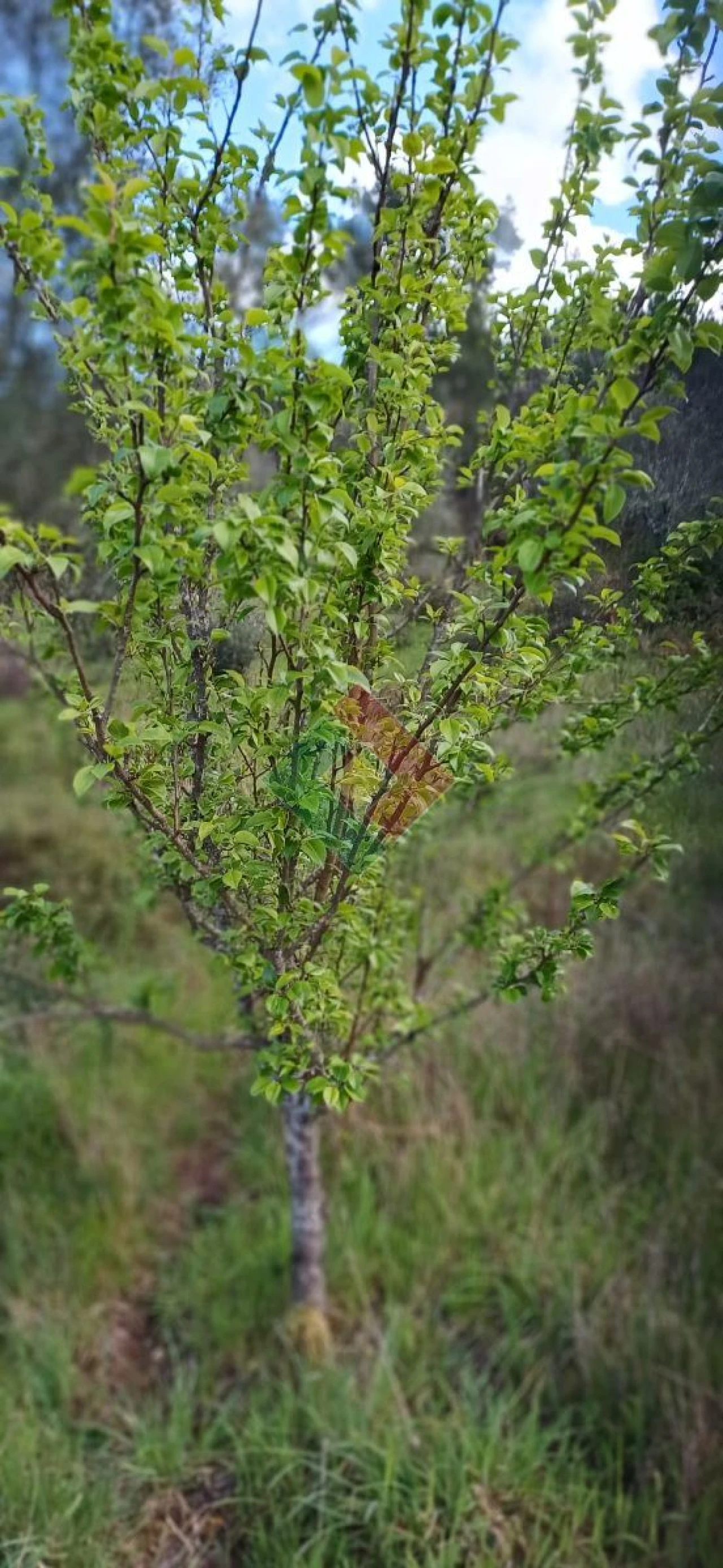 Quinta para Venda em São Salvador da Aramenha Foto 11