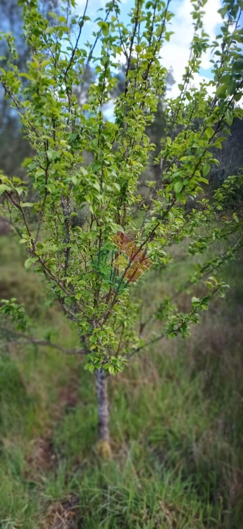 Quinta para Venda em São Salvador da Aramenha