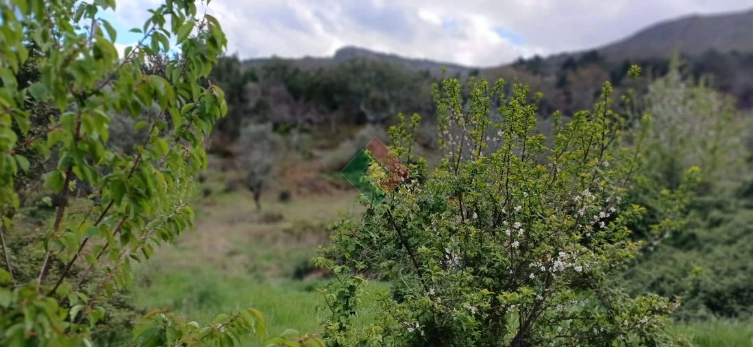 Quinta para Venda em São Salvador da Aramenha Foto 6
