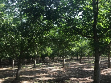 Terreno P/ Prédio para Venda em Estremoz (Santa Maria e Santo André)