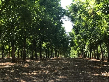 Terreno P/ Prédio para Venda em Estremoz (Santa Maria e Santo André)