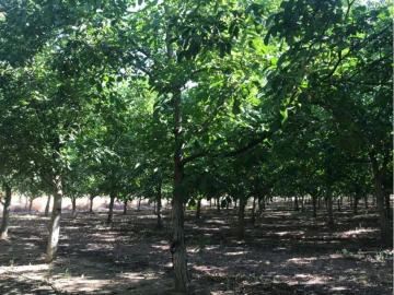 Terreno P/ Prédio para Venda em Estremoz (Santa Maria e Santo André)