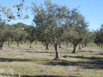 Quinta T3 para Venda em Cabeço de Vide