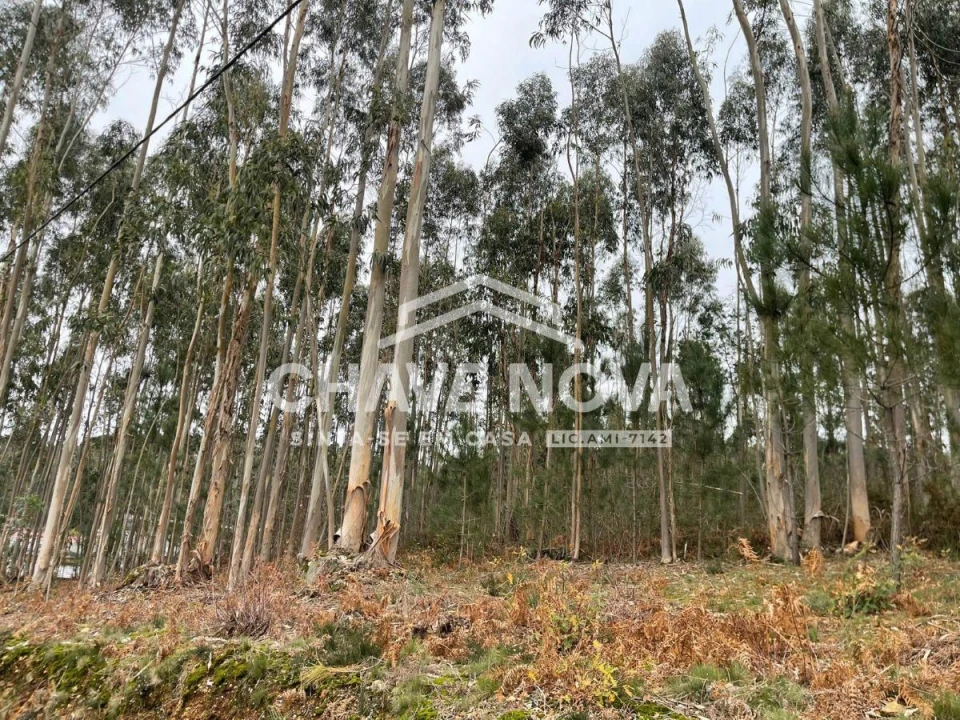 Terreno Agricola ou Rústico para Venda em São Roque Foto 5