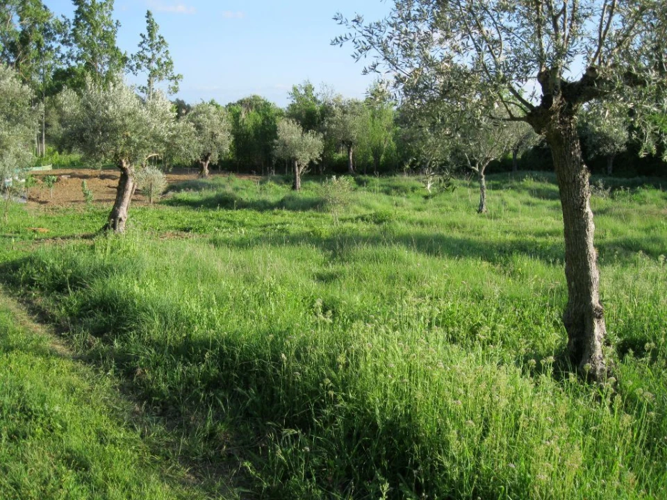 Terreno Agricola ou Rústico para Venda em Paialvo Foto 3