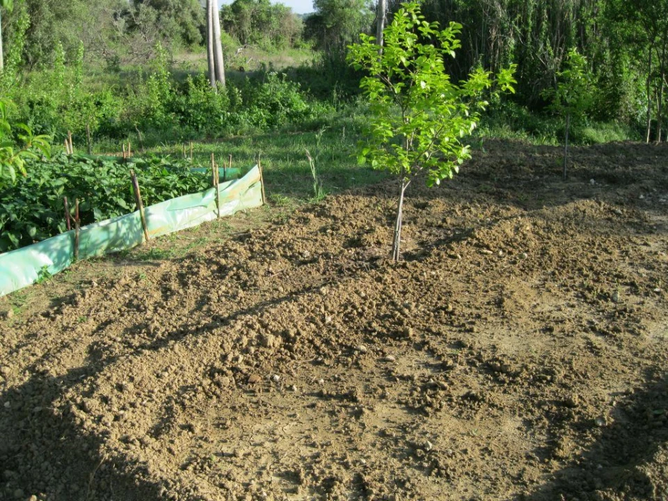 Terreno Agricola ou Rústico para Venda em Paialvo Foto 1