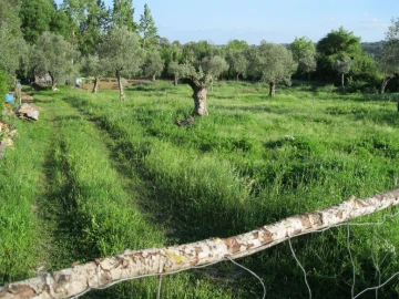 Terreno Agricola ou Rústico para Venda em Paialvo