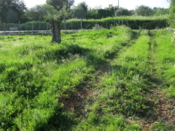 Terreno Agricola ou Rústico para Venda em Paialvo