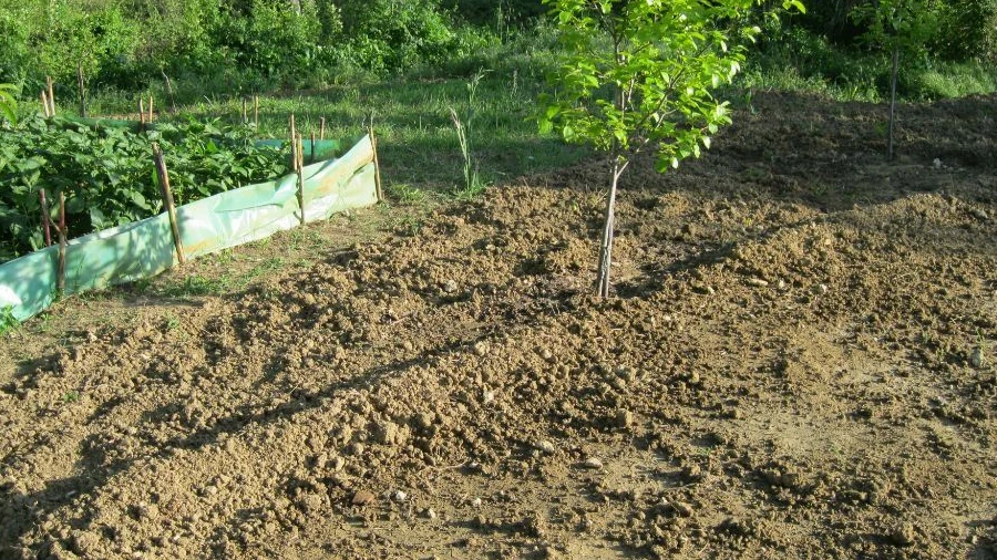 Terreno Agricola ou Rústico para Venda em Paialvo