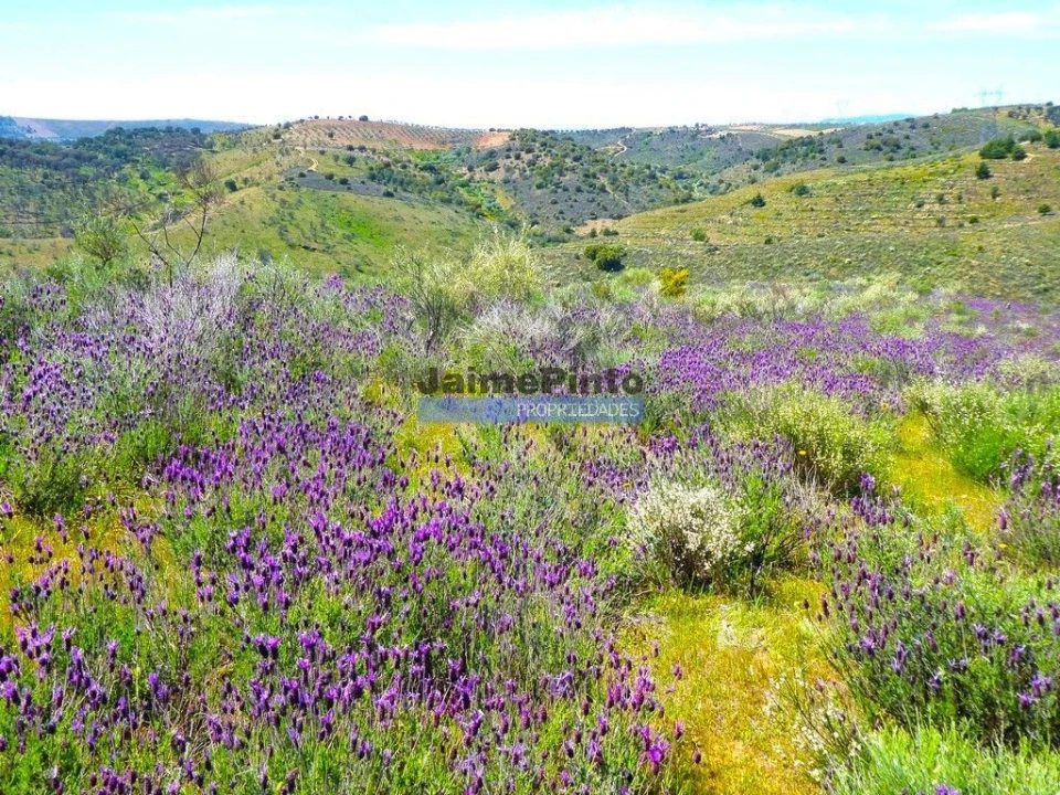 Terreno para Venda em Alfandega da Fe Foto 2