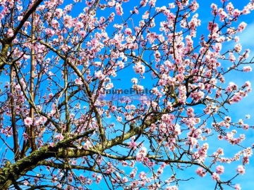 Terreno para Venda em Alfandega da Fe