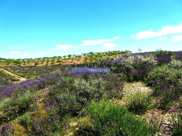 Terreno para Venda em Alfandega da Fe