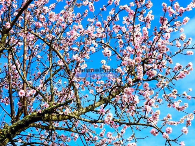 Terreno para Venda em Alfandega da Fe Foto 3