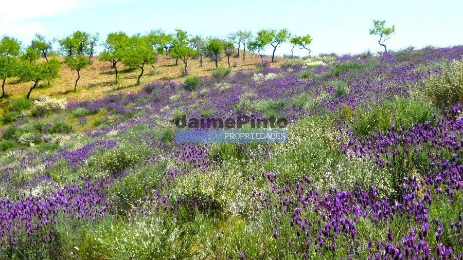 Terreno para Venda em Alfandega da Fe