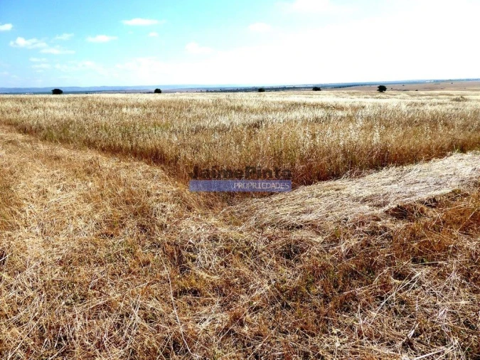 Terreno Agricola ou Rústico para Venda em Beja (Salvador e Santa Maria da Feira) Foto 6