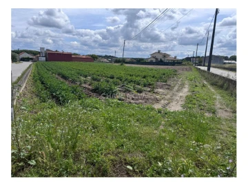 Terreno Agricola ou Rústico para Venda em Bustos, Troviscal e Mamarrosa