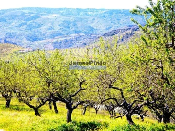 Terreno Agricola ou Rústico para Venda em Vila Flor e Nabo