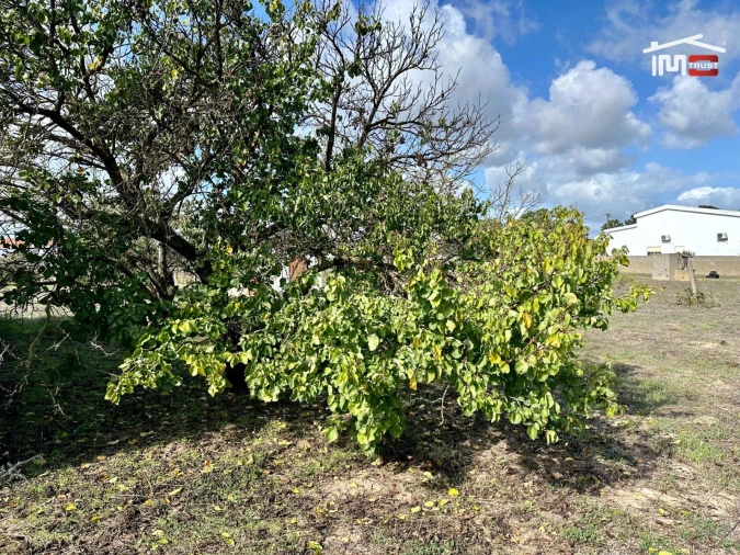 Terreno Agricola ou Rústico para Venda em Montijo e Afonsoeiro Foto 26