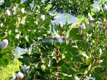 Terreno Agricola ou Rústico para Venda em Lagos (São Sebastião e Santa Maria)