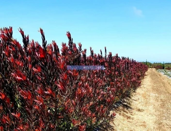 Terreno Agricola ou Rústico para Venda em Lagos (São Sebastião e Santa Maria)