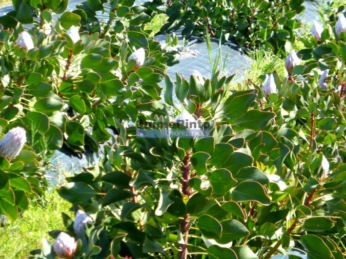 Terreno Agricola ou Rústico para Venda em Lagos (São Sebastião e Santa Maria) Foto 2