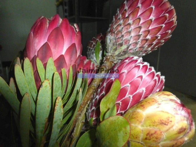 Terreno Agricola ou Rústico para Venda em Lagos (São Sebastião e Santa Maria) Foto 6