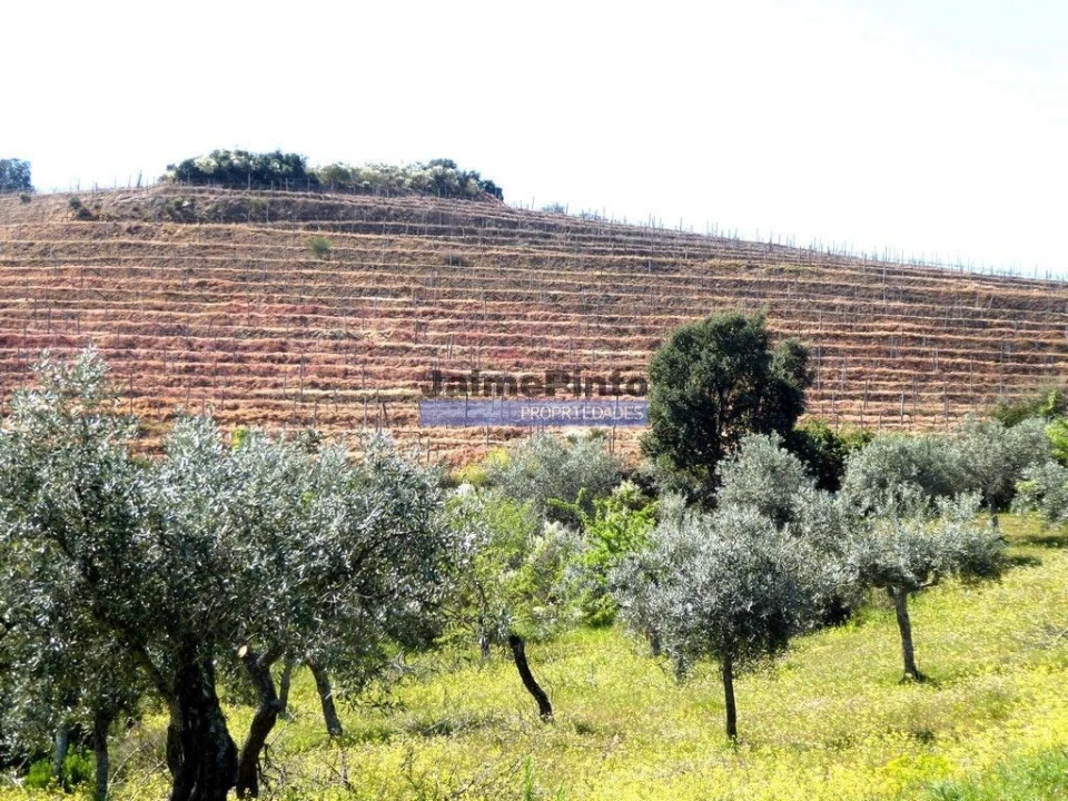 Terreno Agricola ou Rústico para Venda em Castelo Rodrigo Foto 9