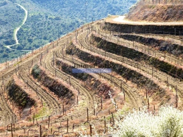 Terreno Agricola ou Rústico para Venda em Castelo Rodrigo