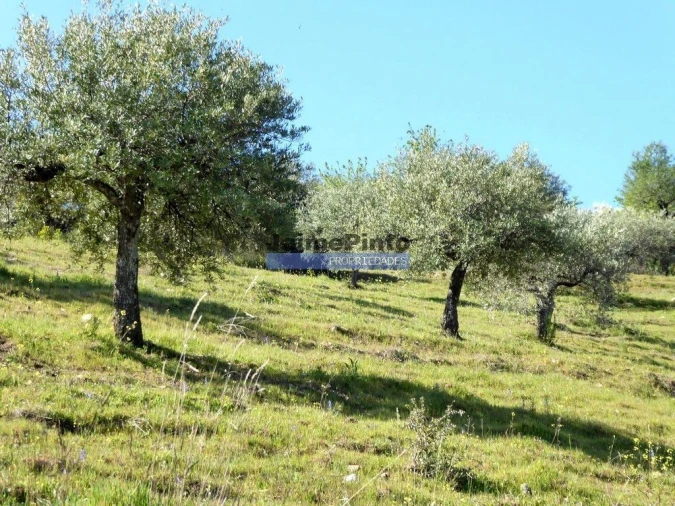Terreno Agricola ou Rústico para Venda em Castelo Rodrigo Foto 2