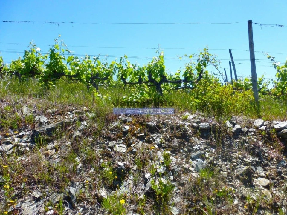 Terreno Agricola ou Rústico para Venda em Pinhão Foto 4
