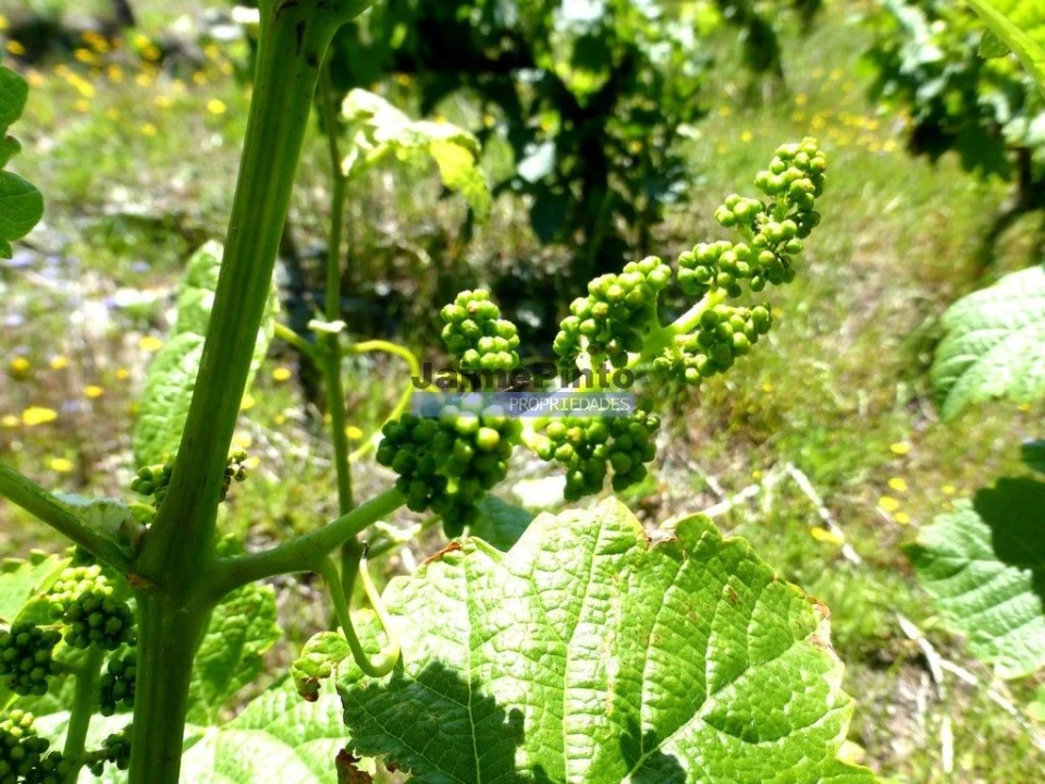 Terreno Agricola ou Rústico para Venda em Pinhão Foto 8