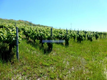 Terreno Agricola ou Rústico para Venda em Pinhão