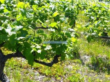 Terreno Agricola ou Rústico para Venda em Pinhão