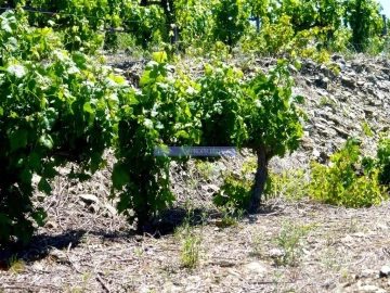Terreno Agricola ou Rústico para Venda em Pinhão
