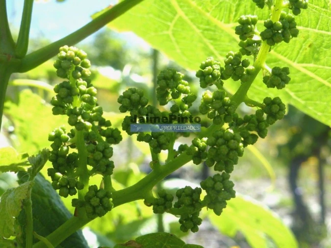 Terreno Agricola ou Rústico para Venda em Pinhão Foto 9