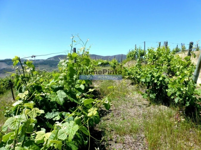 Terreno Agricola ou Rústico para Venda em Pinhão Foto 2