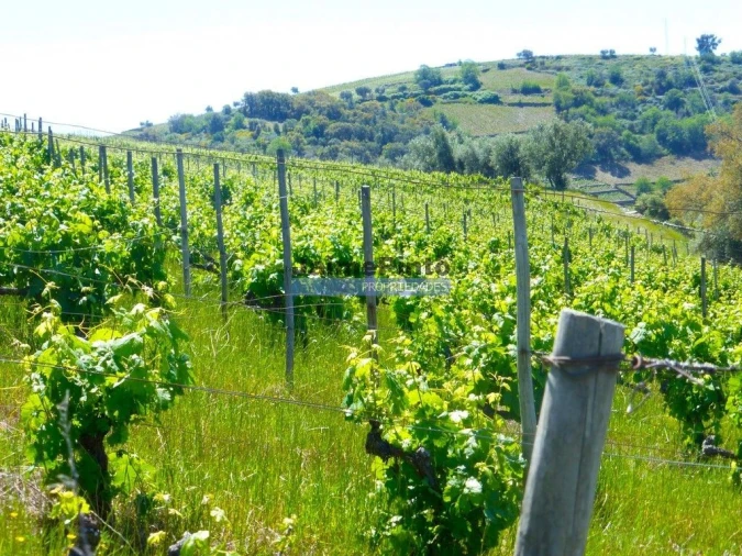 Terreno Agricola ou Rústico para Venda em Pinhão Foto 5