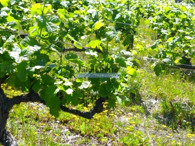 Terreno Agricola ou Rústico para Venda em Pinhão Foto 6