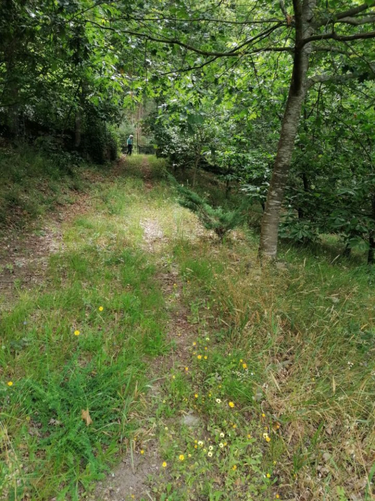 Terreno para Venda em Rubiães Foto 4