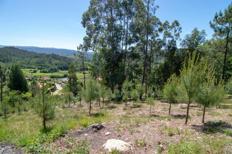 Terreno para Venda em Rubiães Foto 2
