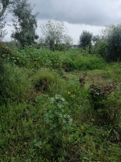 Moradia T1 para Venda em Assumar