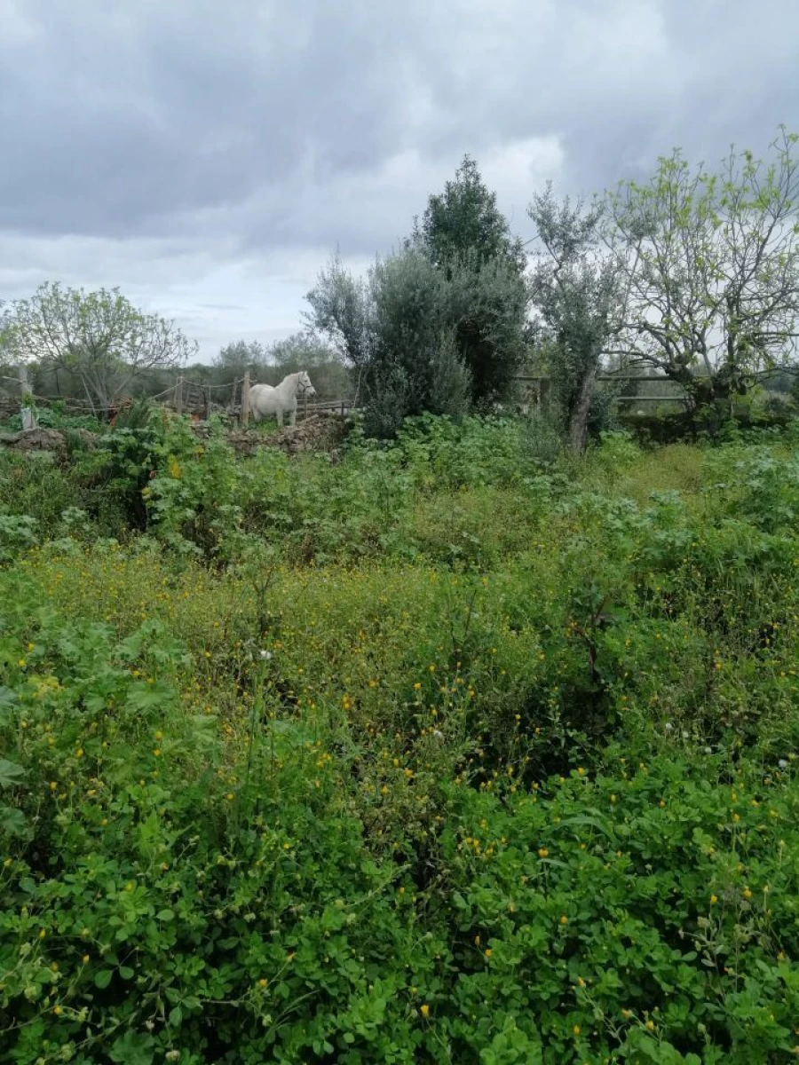 Moradia T1 para Venda em Assumar Foto 11