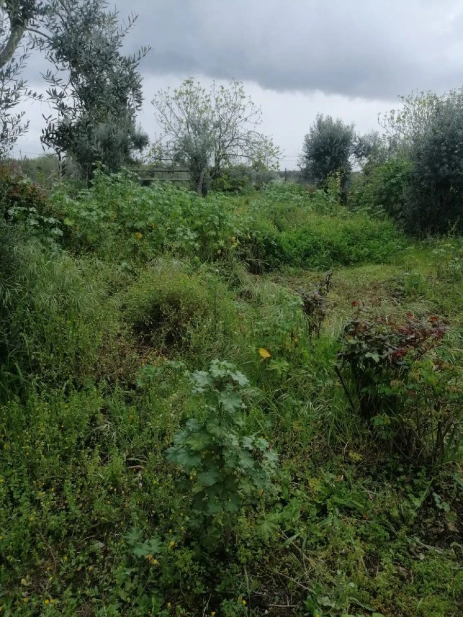 Moradia T1 para Venda em Assumar Foto 12