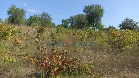 Terreno Agricola ou Rústico para Venda em Salgueiro do Campo