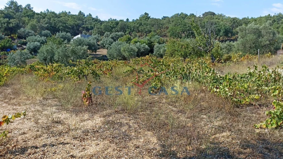 Terreno Agricola ou Rústico para Venda em Salgueiro do Campo