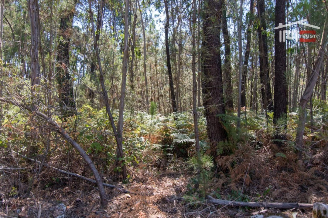 Terreno Agricola ou Rústico para Venda em São Mamede Foto 5
