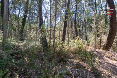 Terreno Agricola ou Rústico para Venda em São Mamede